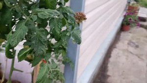 Гибрид томата Кримсон Коктейль в открытом и закрытом грунте на 6 сентября в Московской области