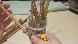 Почему..ВЫ..не можете..прорастить черенки винограда..Почему не растут корни и побеги на черенках