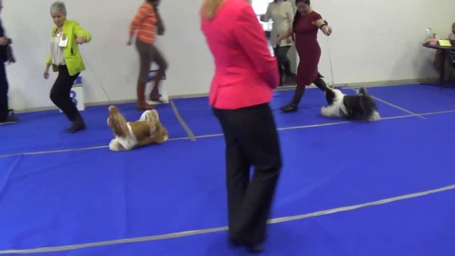 моно 8.12. класс юниоры кобели смотреть онлайн