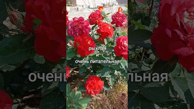 Лучшее время посадки роз смотреть онлайн