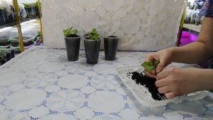 Как вырастить Сурфинию из семян. От посева до цветов