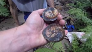 Ammonites ( аммониты )