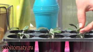 Цинерария: выращивание и уход