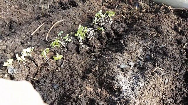 Доращивание рассады КАПУСТЫ в теплице/ брокколи, цветная, ранняя, поздняя капуста