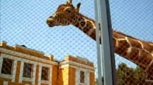 Жираф в Московском зоопарке 