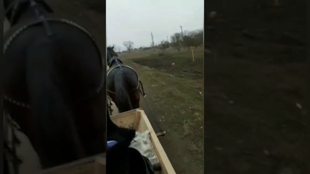 Конные прогулки с бричкой.
