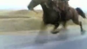 Лошадь Белокана 80 км/ч