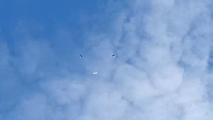 Голуби  Воронежа и области