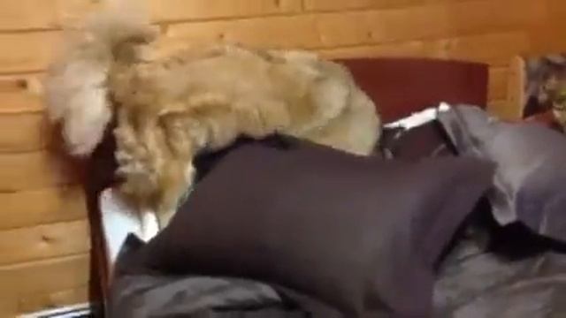 Бенгальский кот и собака играют. ЖЕСТЬ!