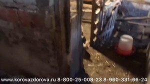 Содержание кур несушек в домашних условиях после выбраковки на птицефабрике