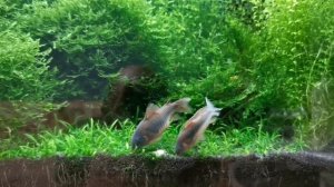 Коридорас золотистый