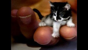 Самые маленькие жывотные в мире