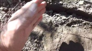 Посадка черенков винограда осенью