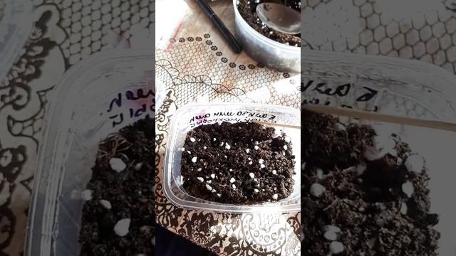 Ампельный Бальзамин из семян