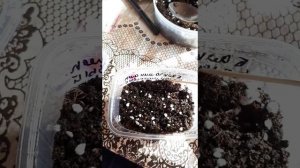 Ампельный Бальзамин из семян