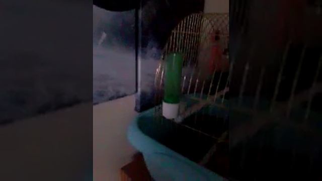 Попугай Кеша. смотреть онлайн