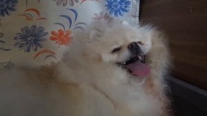 Funny dog Videos-Mirashow/Роды у шпица Роночки!!! Childbirth of Spitz Ronochka!
