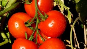 Лучший Томат на посадку в 2023 году! Растёт ГРОЗДЯМИ! С куста 1000 томатов без ухода и подкормок!