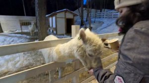 парк альпак в Приэльбрусье | Alpaca park, Caucasus, Russia . Январь 2024 года