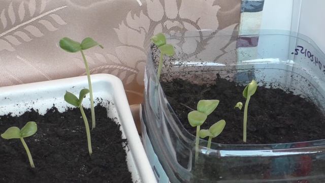 Дыня (ч.3), проклюнулась. 12.04.2015г. смотреть онлайн