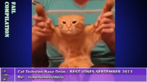 Cat funny, fail compilation of october 2013 || Подборка котиков за октябрь 2013 || коротконогий котэ