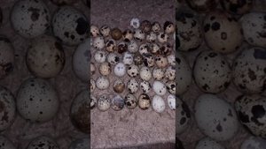 матрица Дели инкубация перепелиных яиц часть 1