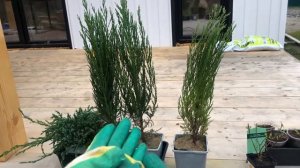 Клумба из можжевельников, гортензий метельчатых с бордюром из досок с ясколкой.