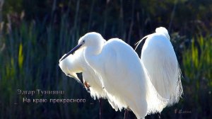 На краю прекрасного*