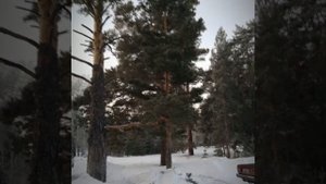 Дорога через сосновый ленточный бор. Бор-Форпост-Рубцовск.