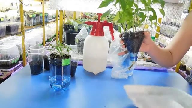 УСКОРЕННЫЙ СПОСОБ РАССАДЫ ПЕРЦА ! Ускорение рассады перцев ! Выращивание посев пикировка посадка смотреть онлайн