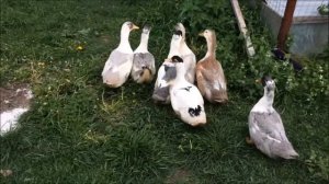 КТО ЖИВЕТ НА ФЕРМЕ - развивающий мультик для детей 0+