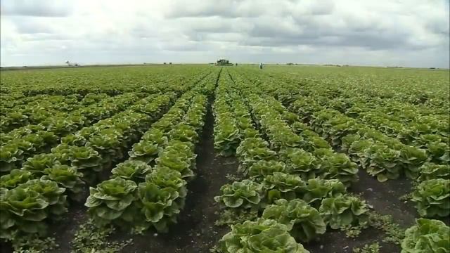 The Everglades: Where Money, Politics & Race Collide смотреть онлайн