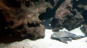 Аквариумные  Редкие Рыбки.