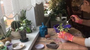 ШЕФФЛЕРА ЖАНИН. ПЕРЕСАДКА И УХОД