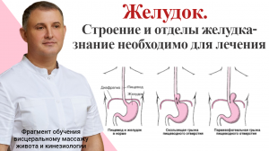 Желудок.  Строение и отделы желудка- знание необходимо для лечения. Фрагмент обучения