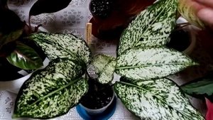 Комнатные цветы. Аглаонемы.