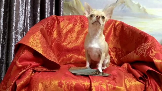 Макар чихуахуа охотится на корм! Покатушки на попе. Говорящая собака блогер гадает на завтра смотреть онлайн