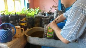 Обрезка корней однолетних саженцев винограда перед посадкой.