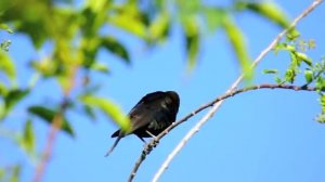 Brown-headed Cowbird.