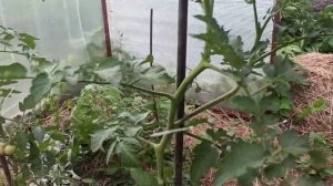 Обрезка помидор в экспериментальной теплице