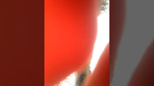 Саратов наш елшанский пруд смотреть онлайн