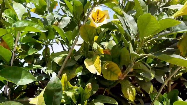 ЦВЕТЁТ СОЛАНДРА.АФУЛА.ИЗРАИЛЬ.Solandra Flower.#vlog #youtuber #israel #afula #haifa #video #haifa .