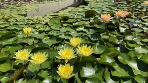 Что можно сделать в саду своими руками.