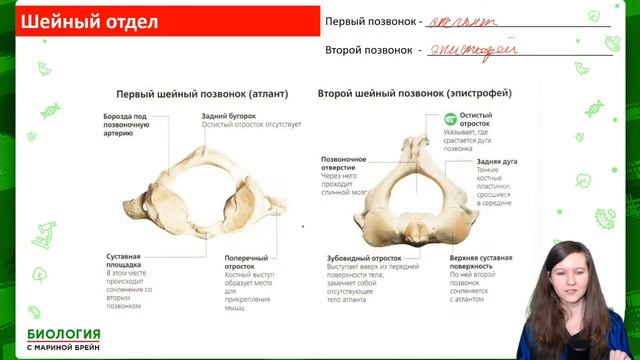 ВСЕ КОСТИ ЧЕЛОВЕКА ДЛЯ ЕГЭ смотреть онлайн