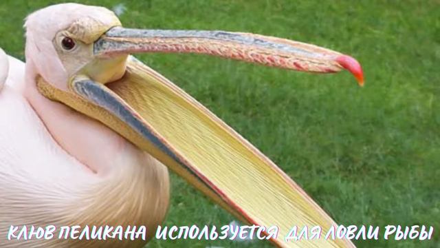 Пеликан. Интересно знать