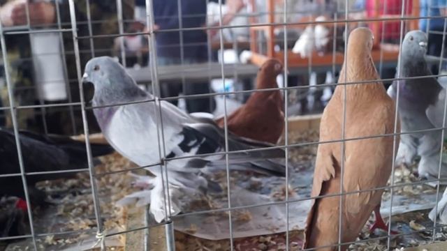 ЯРМАРКА ГОЛУБЕЙ. Бронницы. 18.07.21. Сельско - хозяйственный рынок#голуби#голубеводство#ярмарка# смотреть онлайн