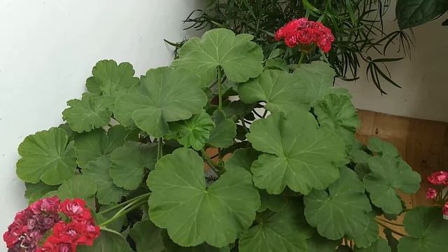 Пеларгония Red Rambler смотреть онлайн