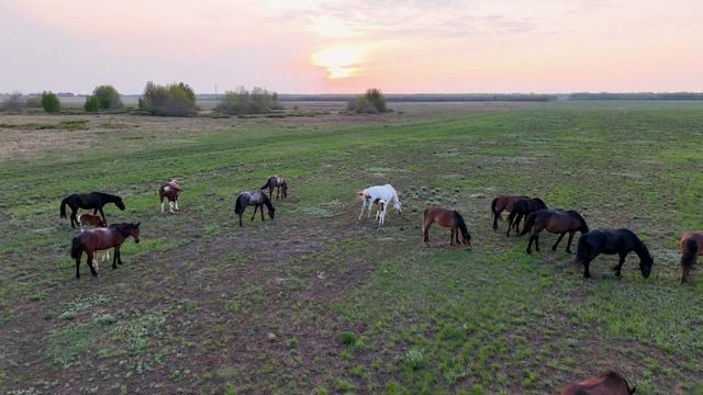 Степь - Лошади - Закат