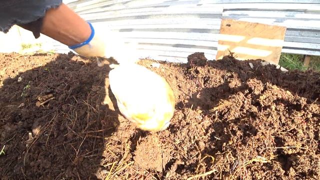 Червь старатель+червь навозный красный дикий! смотреть онлайн