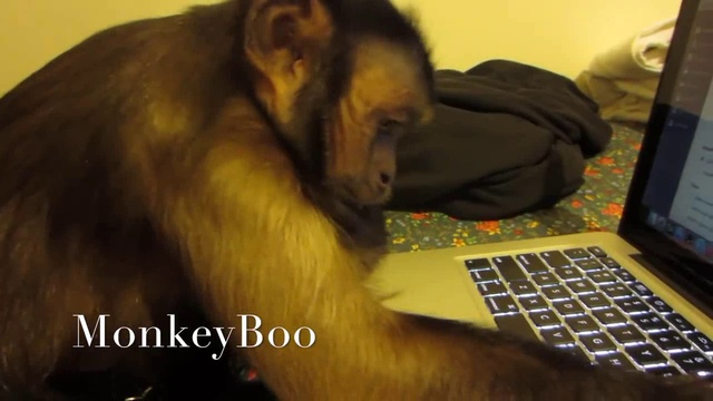 Мартышка и МакБук